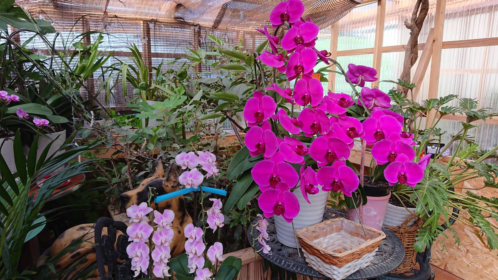 �Ƃ̏C�� ���O